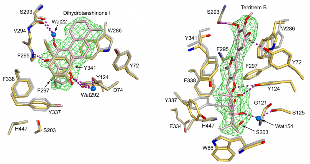 Crystal Structure Of Human Acetylcholinesterase Guides Drug Design NYSBC